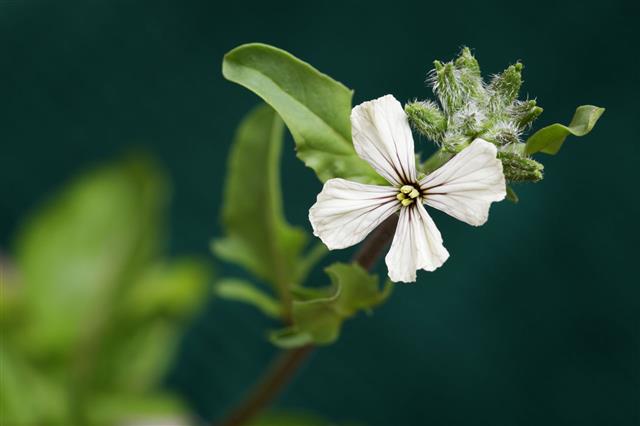 Arugula Flower