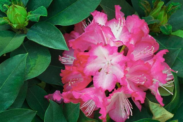Pink Rhododendron Flowers