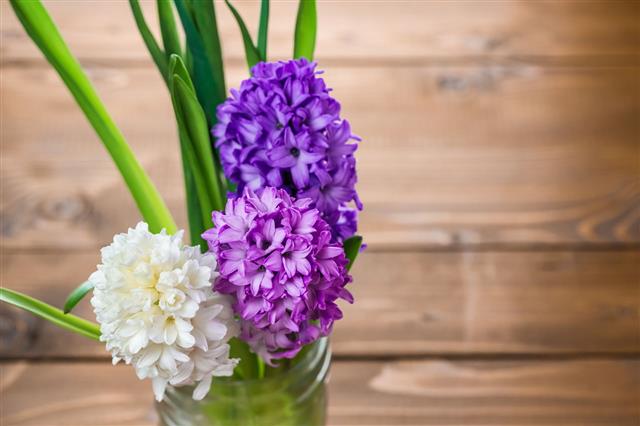 Fresh Hyacinth Flowers