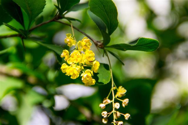 Branch Of Blossoming Barberry