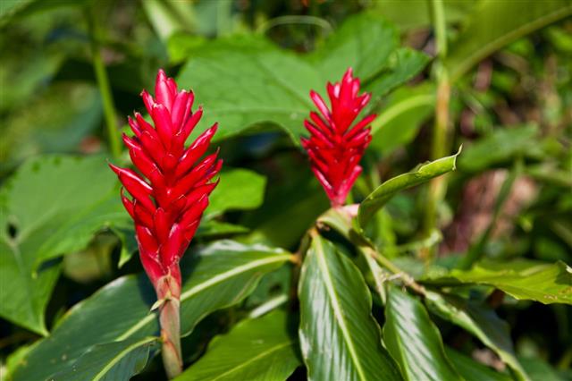 Red Ginger Flowers