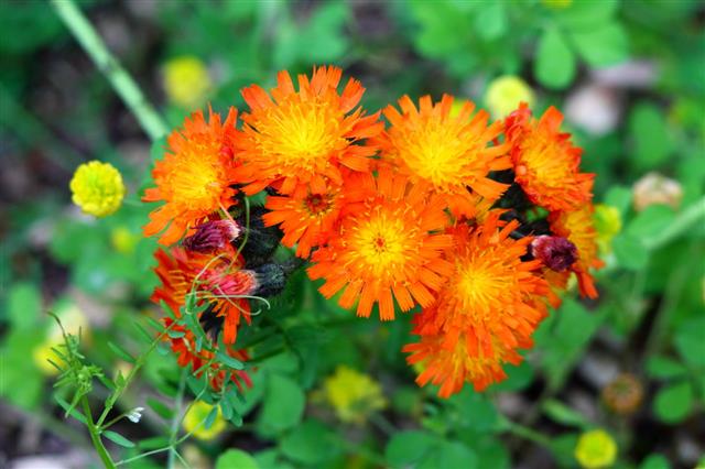 Orange Forest Hawk Weed Flowers