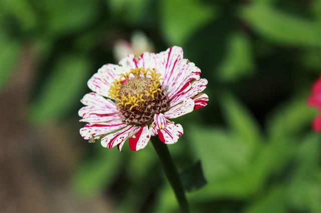 White And Red Striped Zinnia
