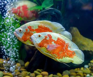 Aesthetic sense of Oscar fish