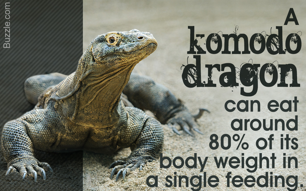 Komodo Dragon Habitat: Exploring Where These Large Lizards Live - Animal  Sake