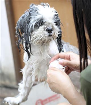 Dog taking a shower with soap and water.