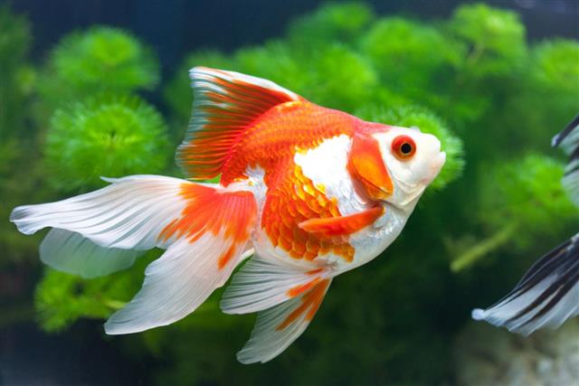 Goldfish, Freshwater Fish
