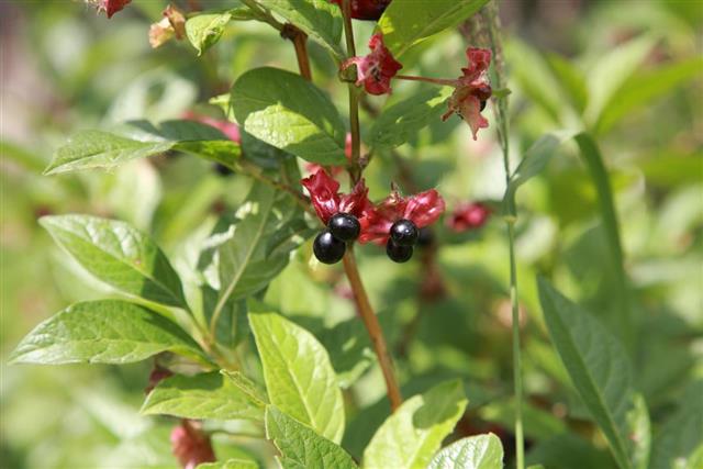 Black Twinberry Honeysuckle berries on a branch.
