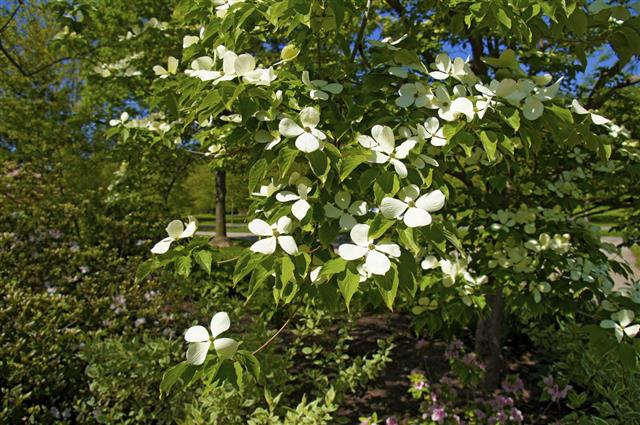 White dogwood blossom