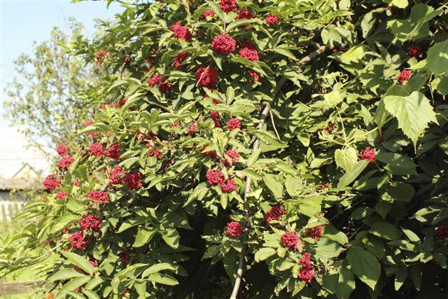 Red Elderberry