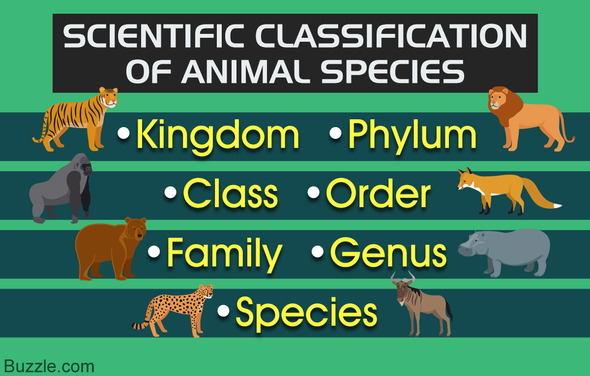 A Fabulously Detailed Animal Kingdom Classification - Biology Wise