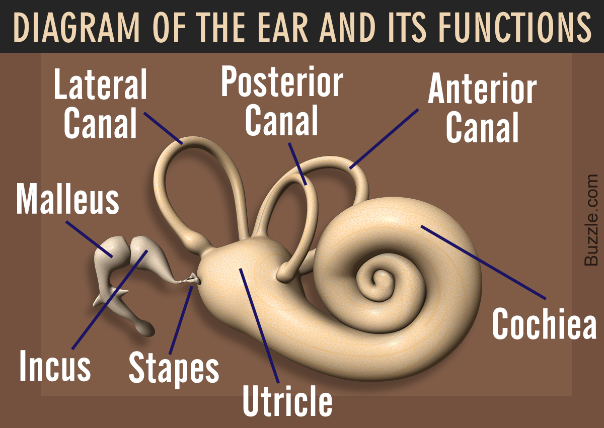 Diagram of the Ear and its Functions