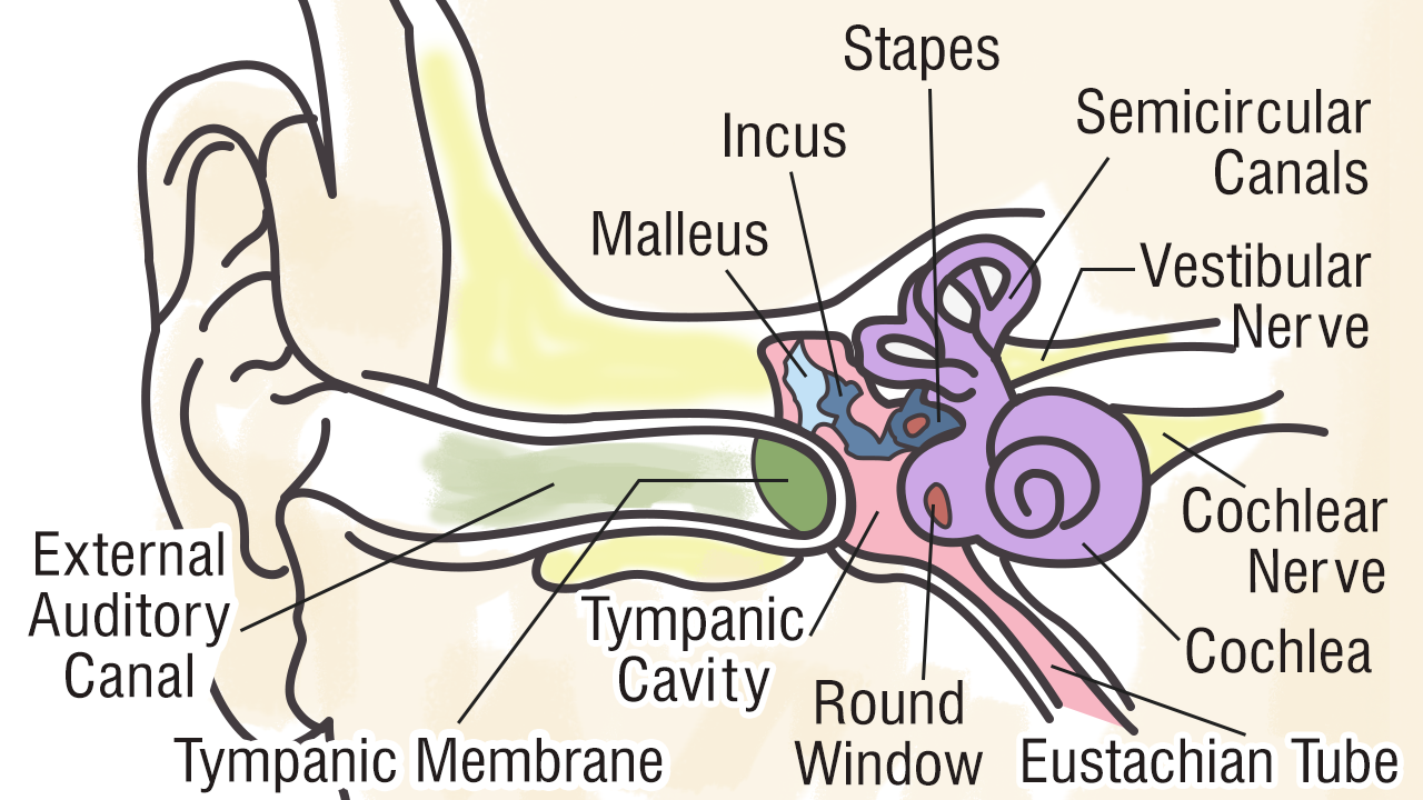 Structure and Functions of the Ear Explicated With ... diagram ear right 