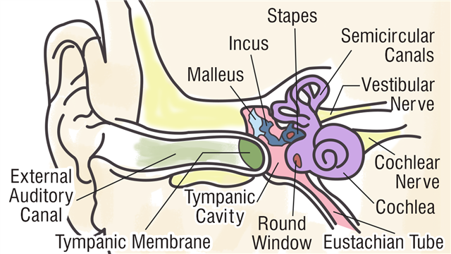 Functions of the Ear