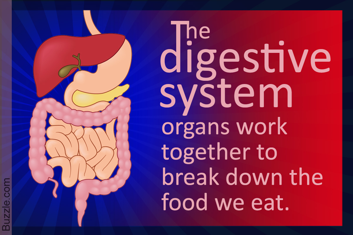 Diagram of the Digestive System