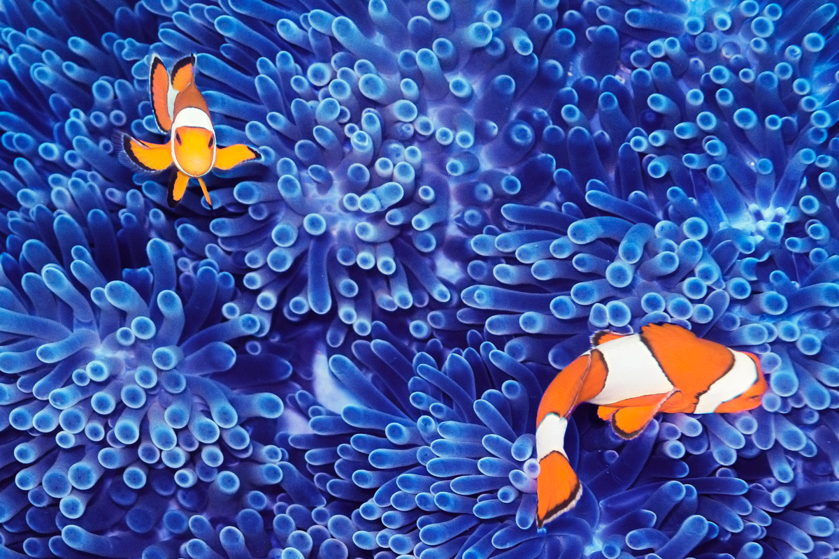 taking care of clownfish