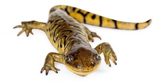 Cute Tiger Salamander Lizard