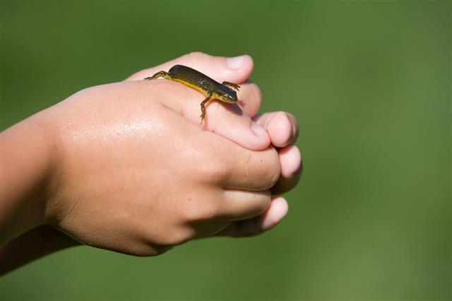 Caught a salamander