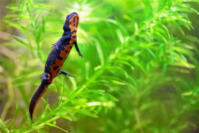 Chinese fire belly newt