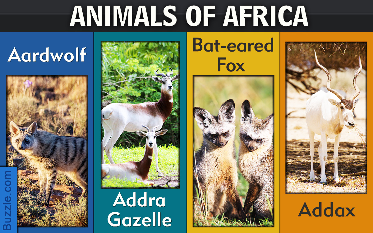 African Animals List