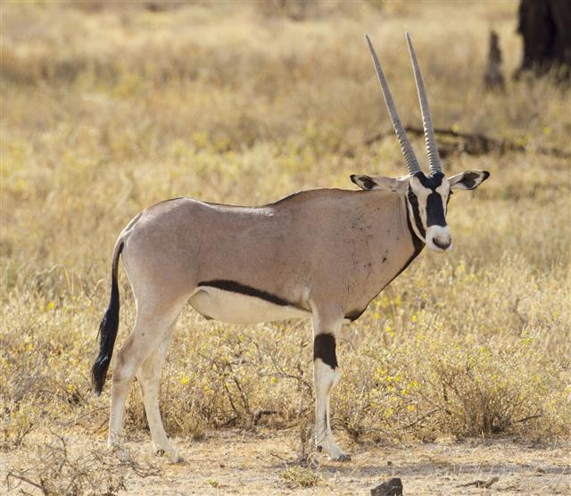 Oryx Beisa