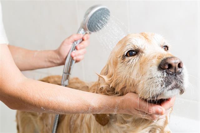 wash your pet