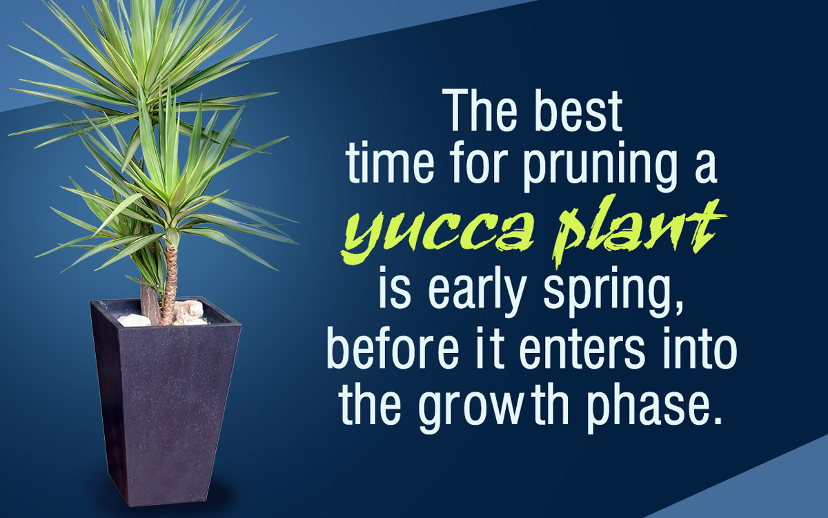 Yucca Plant Care