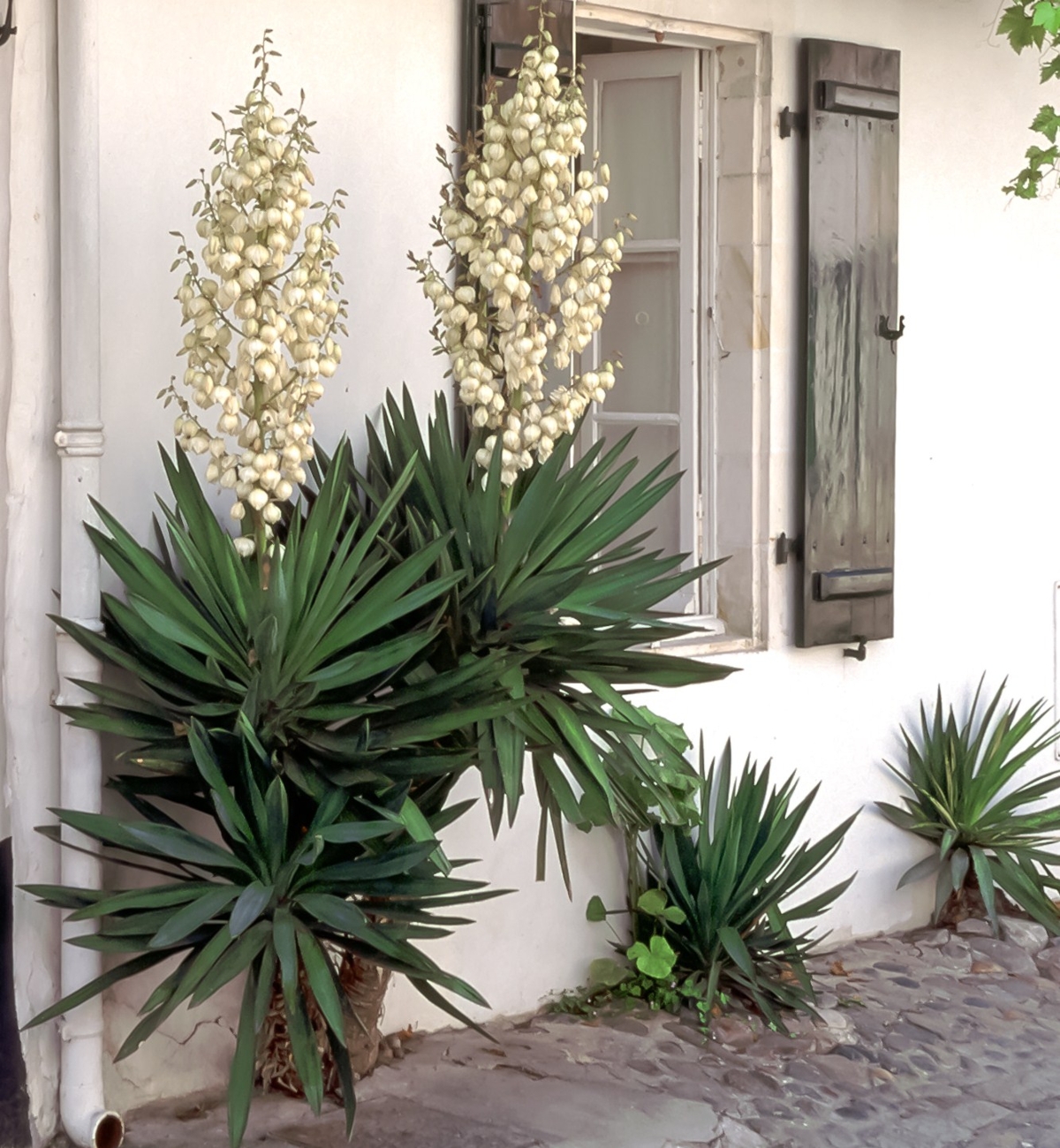 A Guide on How to Care for a Yucca Plant Indoors And Outdoors