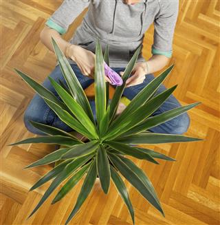 Woman in living room clears leaves