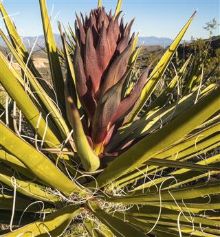 Red yucca