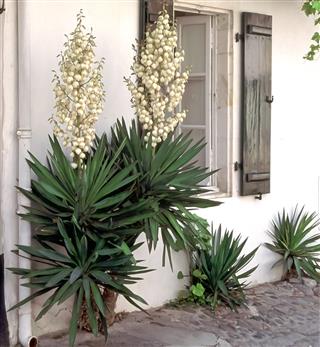 Yucca in Saint-Martin-de-Re, France