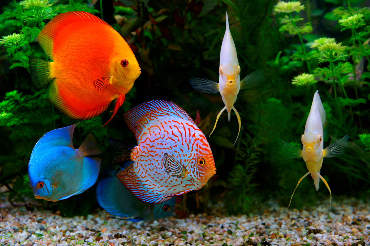 exotic discus fish