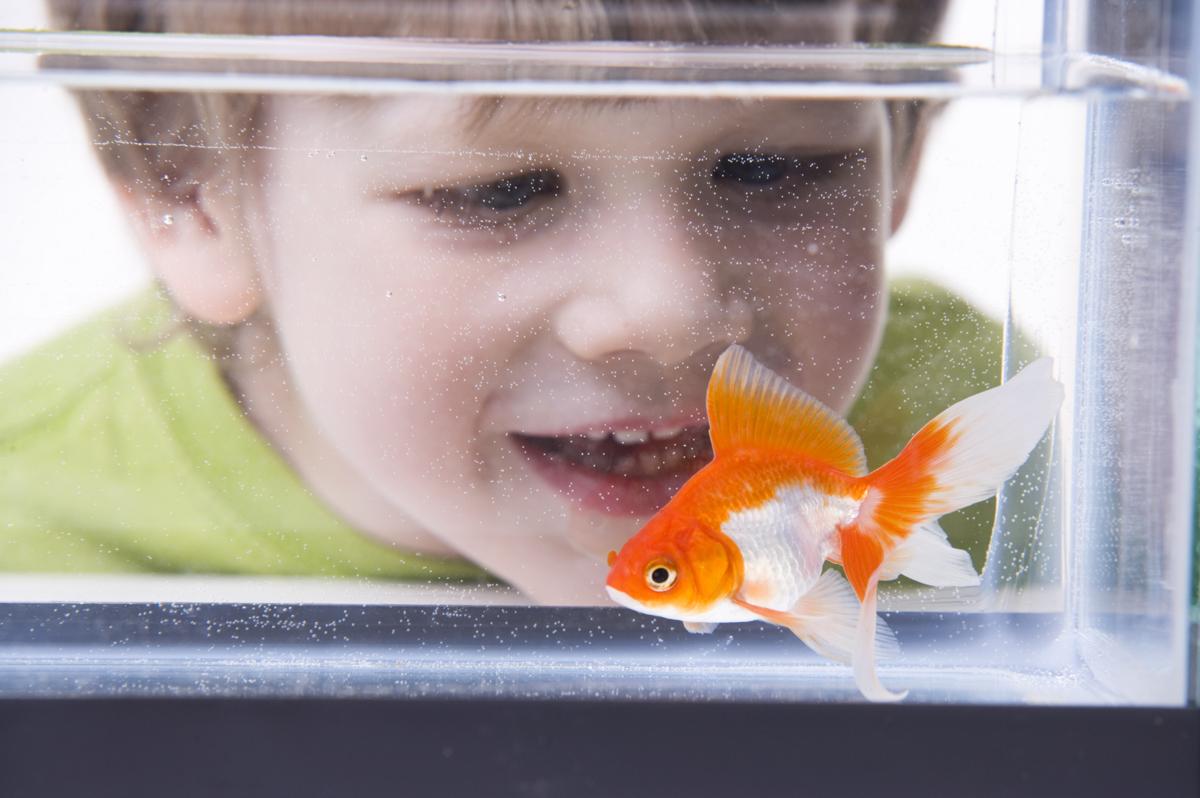 Goldfish Care for Kids - Pet Ponder