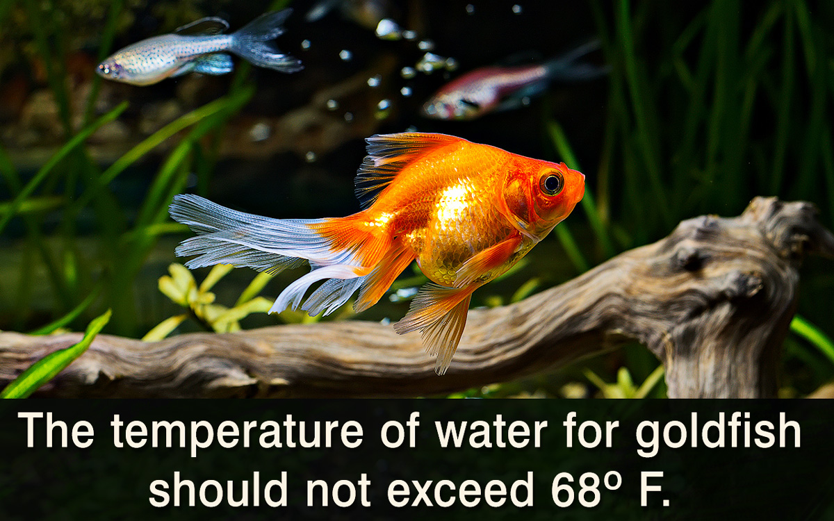 Goldfish Care for Kids