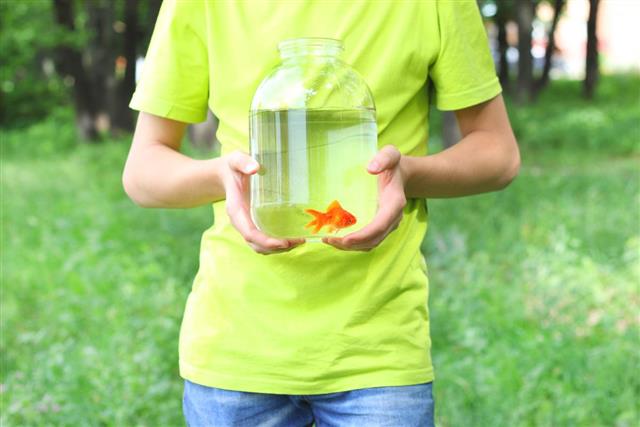 Boy goldfish concept of care