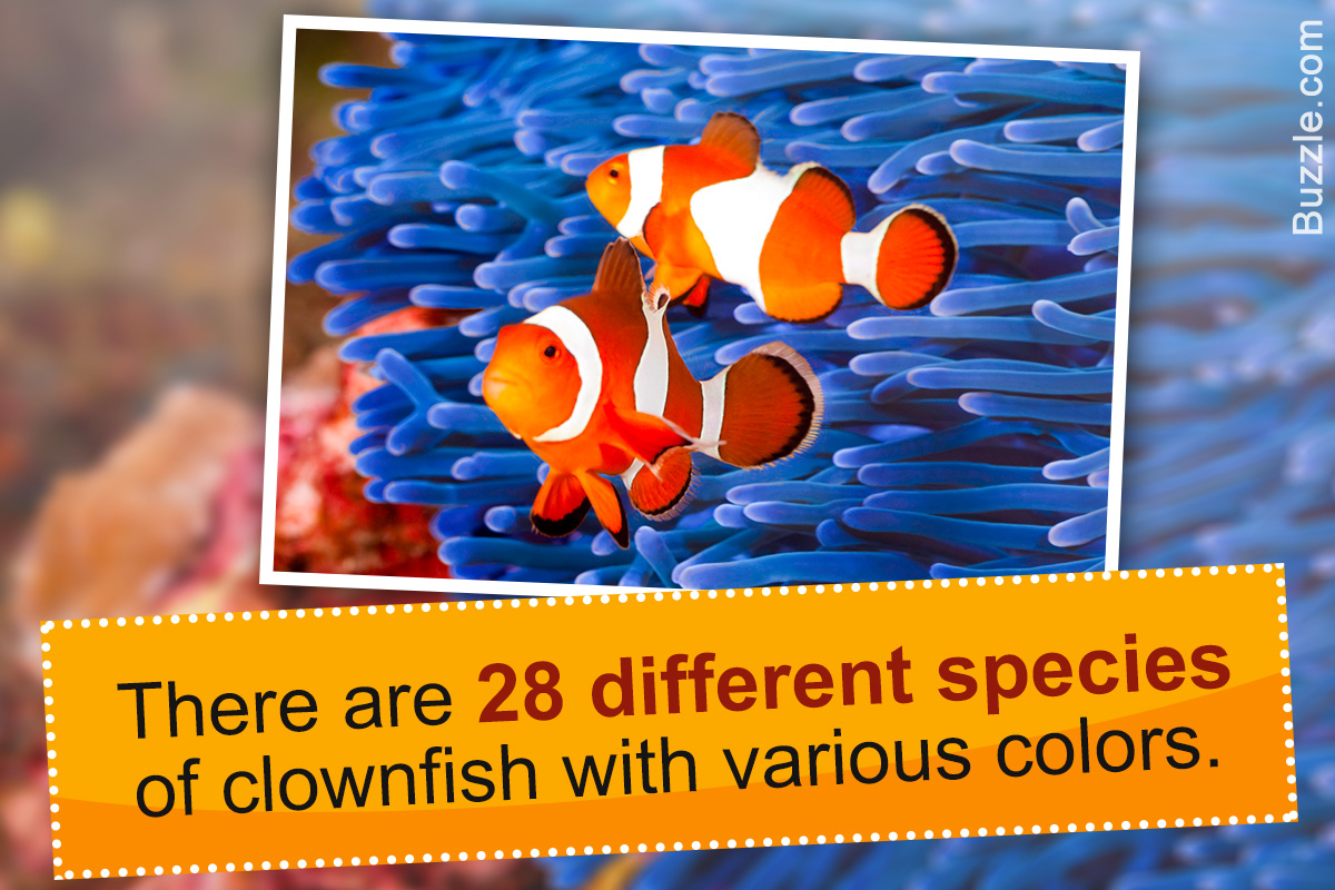 Clownfish Habitat