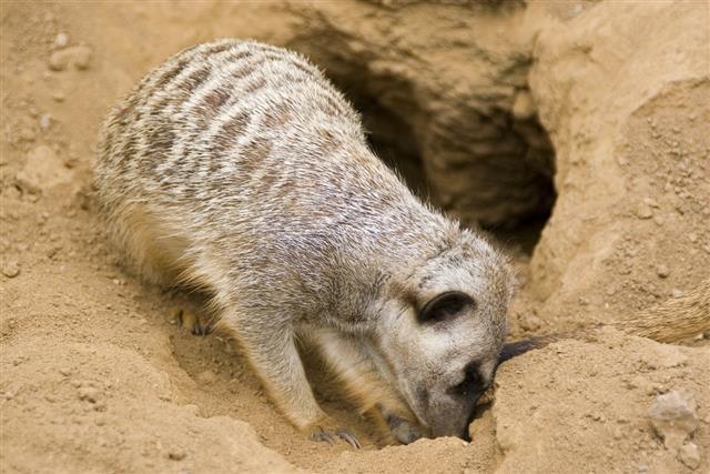 Animals: Burrowing Meerkat