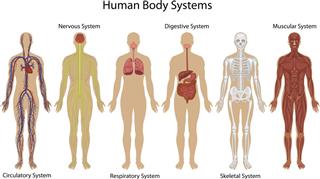 Different systems of human body