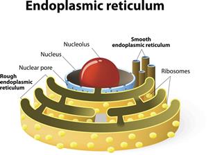 Endoplasmic reticulum cell