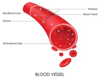 Blood Vessel