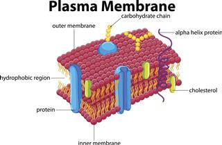 Plasma membrane diagram
