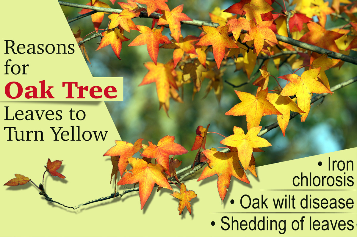 Oak Tree Leaves Turning Yellow