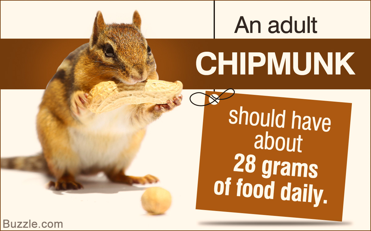 Chipmunks as Pets