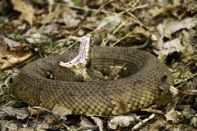 Cottonmouth snake coiled