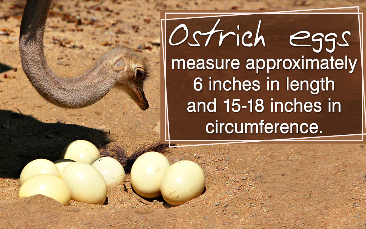 Facts about Ostrich Eggs