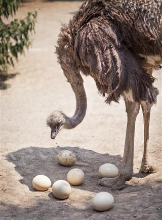 Male Ostrich With Eggs