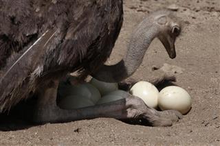 Ostrich inspects its eggs in the nest