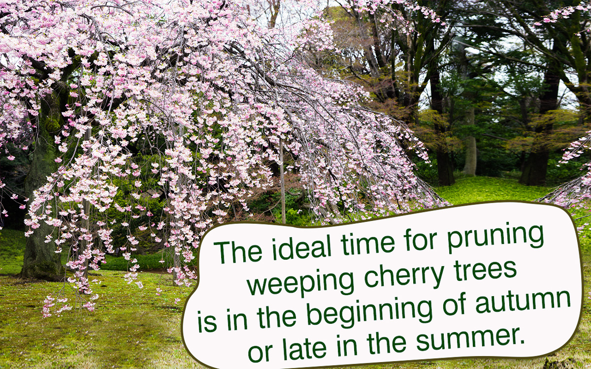Weeping Cherry Tree Pruning