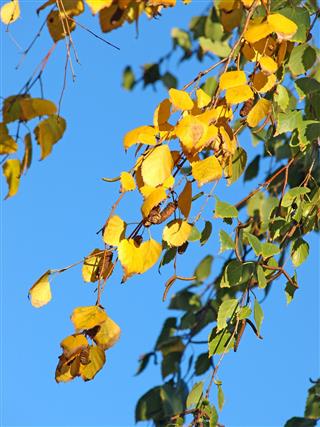 Yellow and green leaves of silver birch.