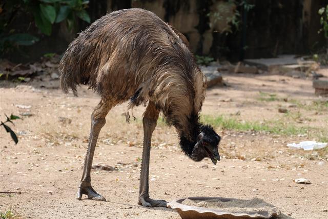Emu bird eating food